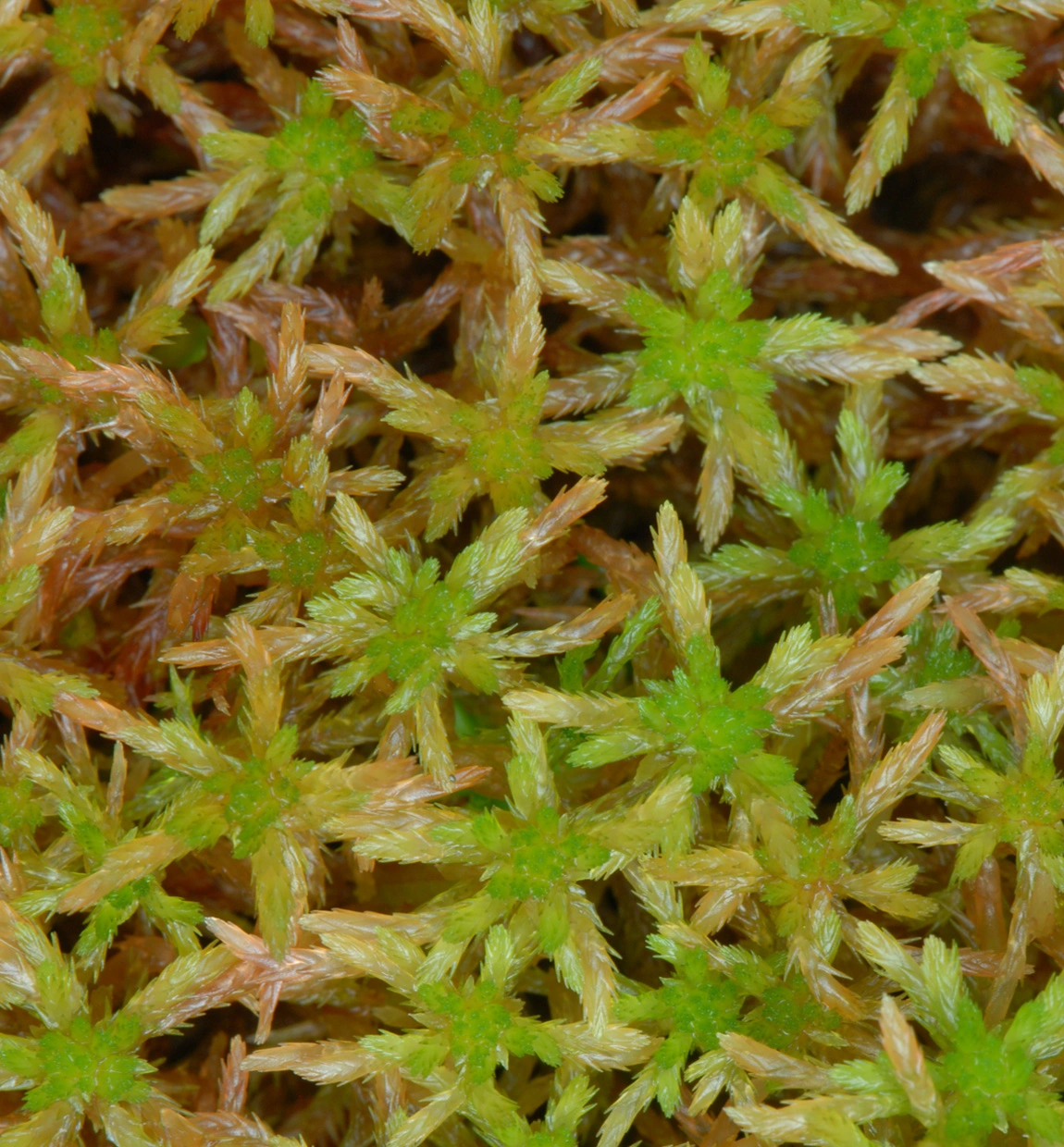 : Sphagnum subnitens subnitens.