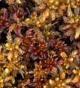 : Sphagnum subnitens subnitens.