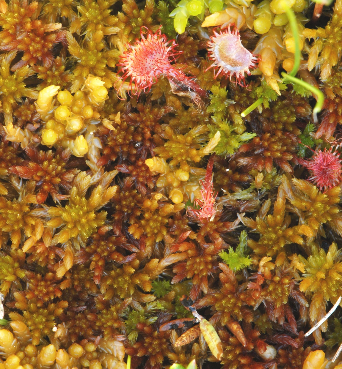 : Sphagnum subnitens ferrugineum.