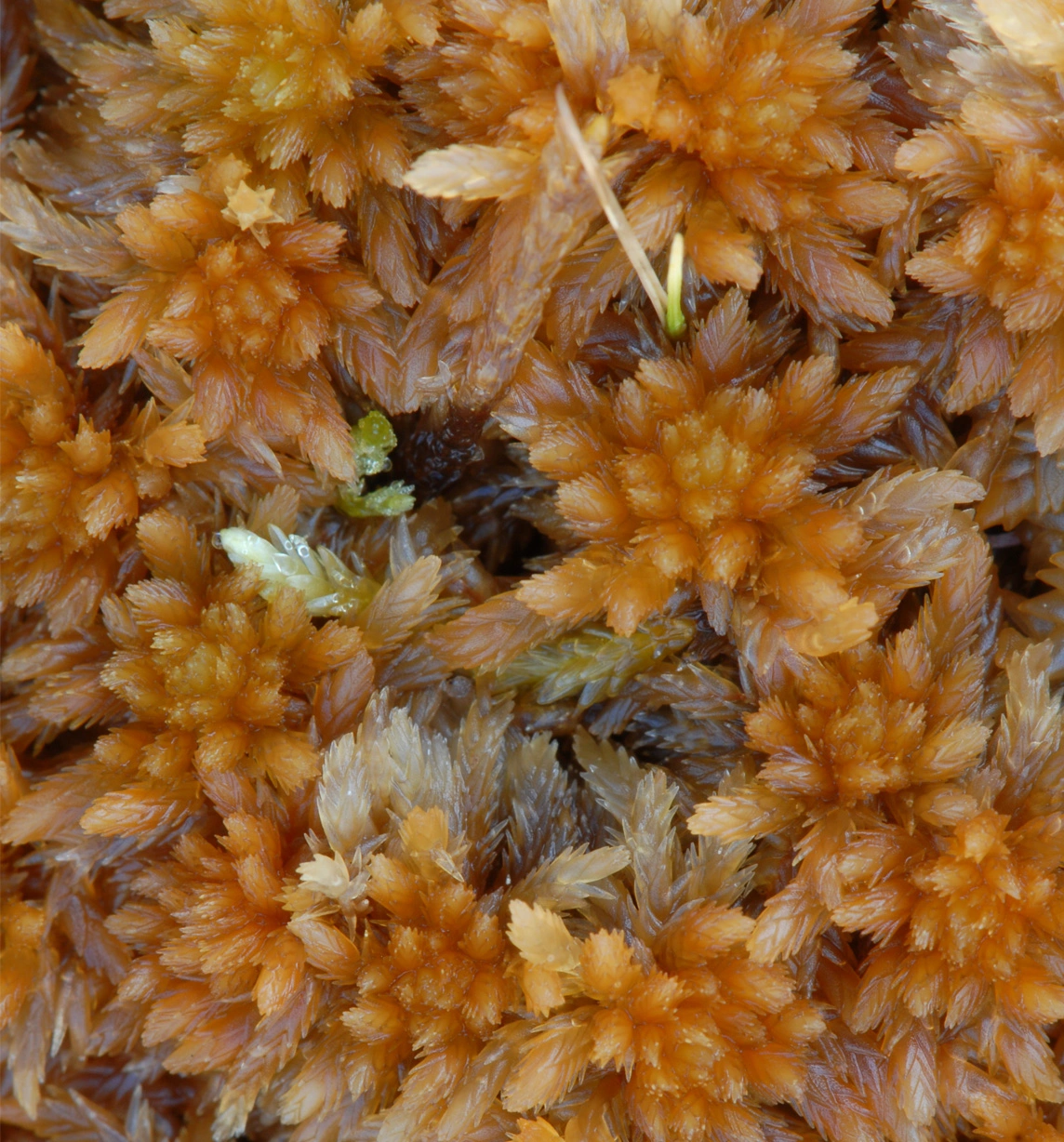 : Sphagnum subnitens ferrugineum.