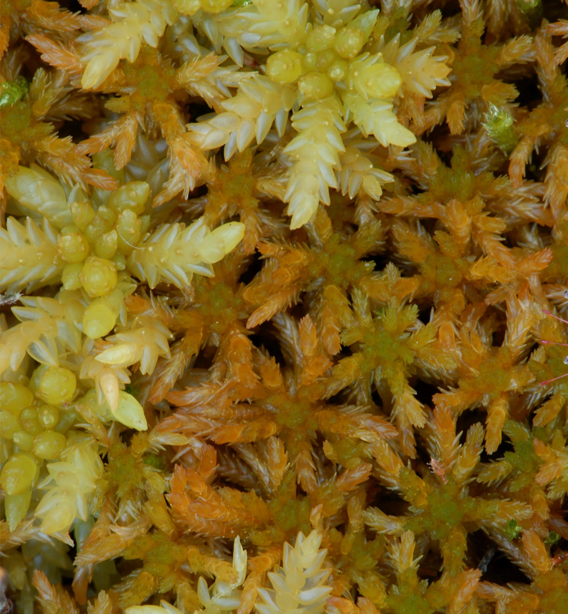 : Sphagnum subfulvum subfulvum.