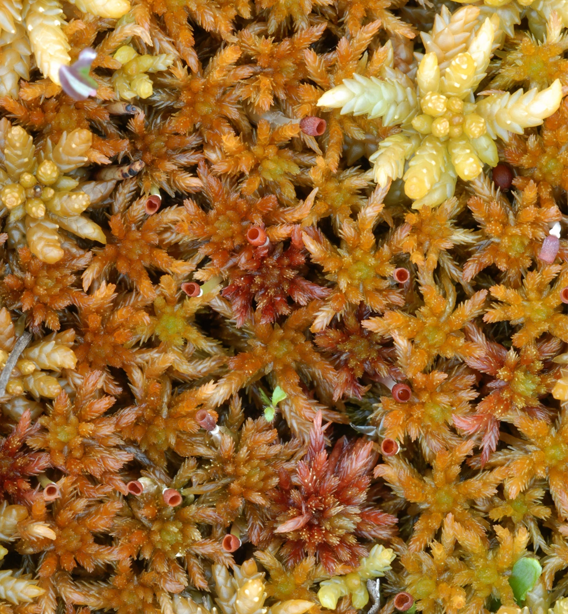 : Sphagnum subfulvum subfulvum.