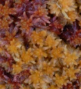 : Sphagnum subfulvum subfulvum.