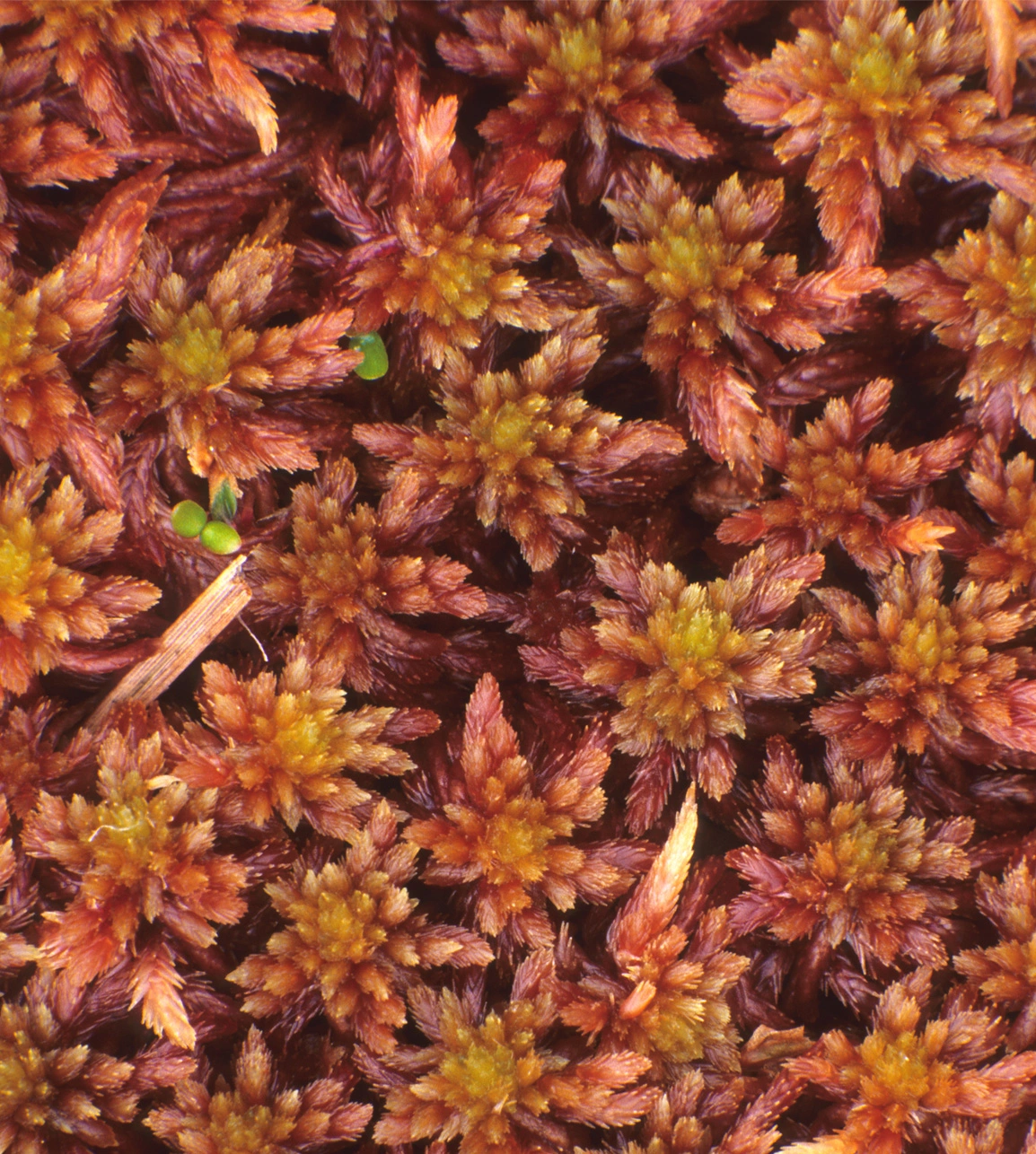 : Sphagnum subfulvum purpureum.