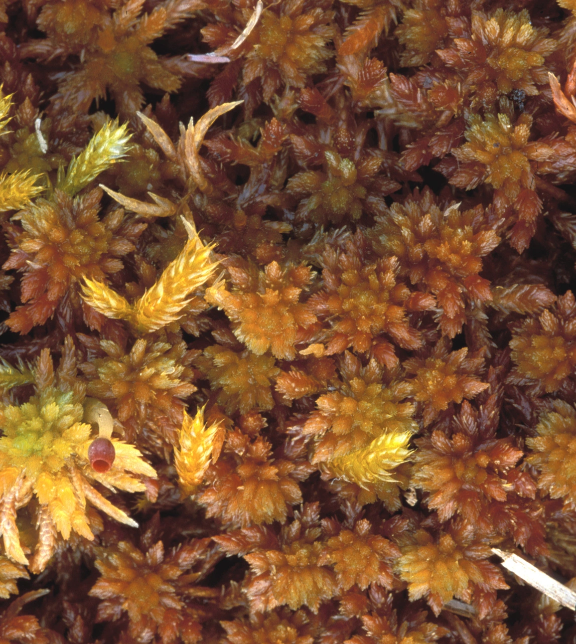 : Sphagnum subfulvum purpureum.