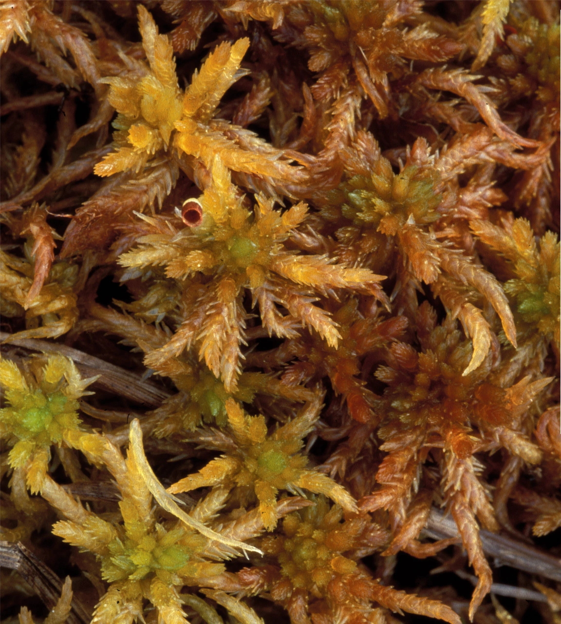 : Sphagnum subfulvum purpureum.