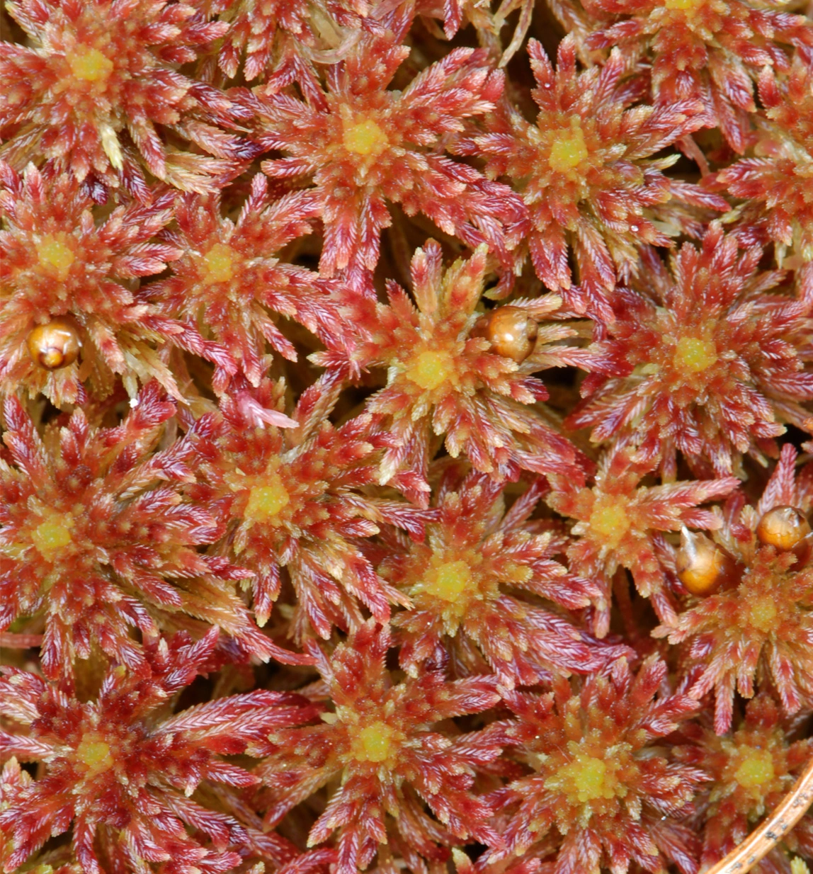 : Sphagnum (Acutifolia) quinquefarium.