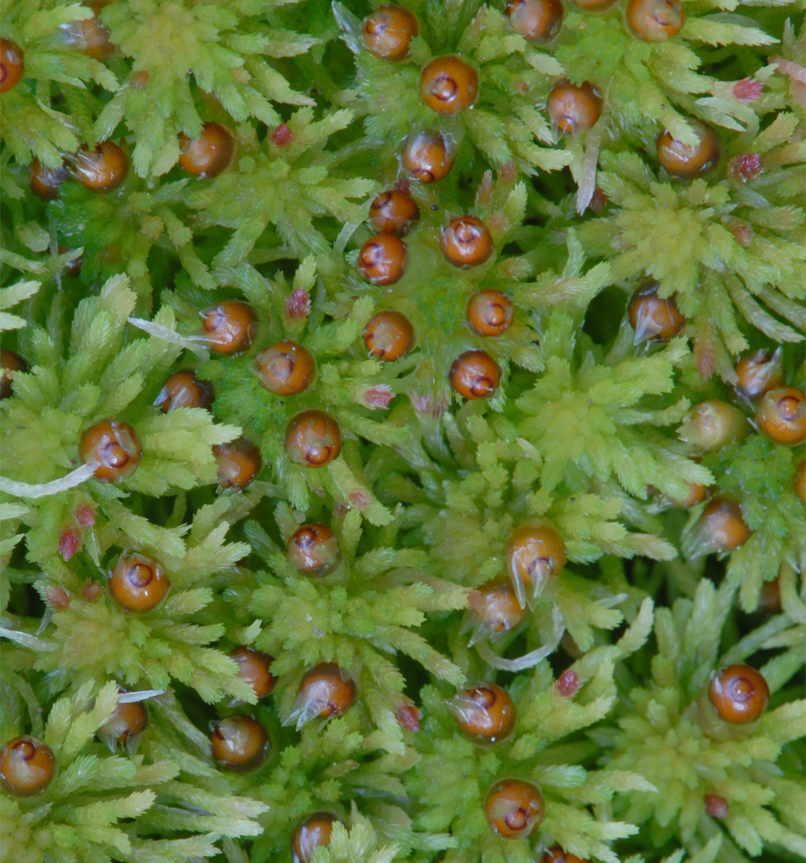 : Sphagnum quinquefarium.