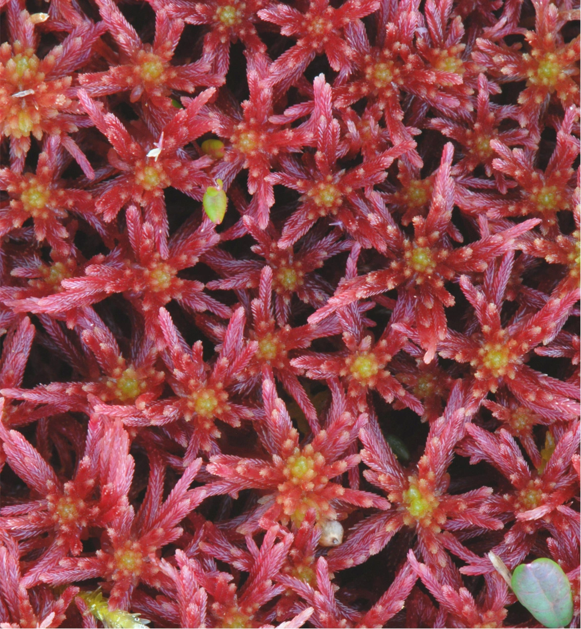 : Sphagnum (Acutifolia) warnstorfii.