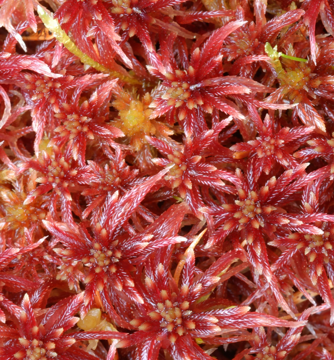 : Sphagnum (Acutifolia) warnstorfii.