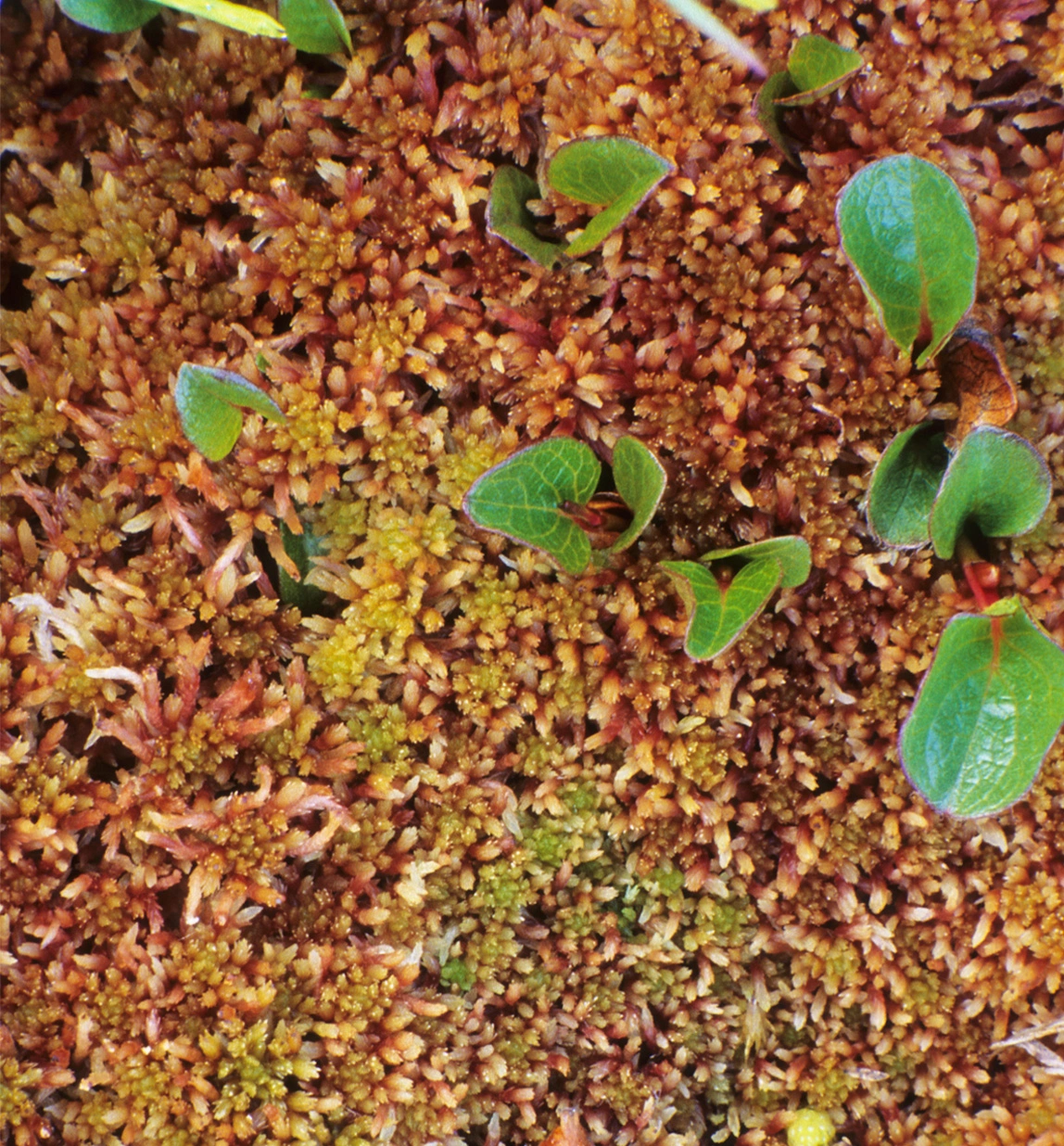 : Sphagnum (Acutifolia) warnstorfii.