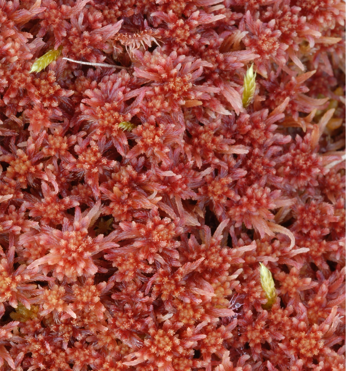 : Sphagnum (Acutifolia) rubellum.