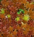 : Sphagnum rubellum.