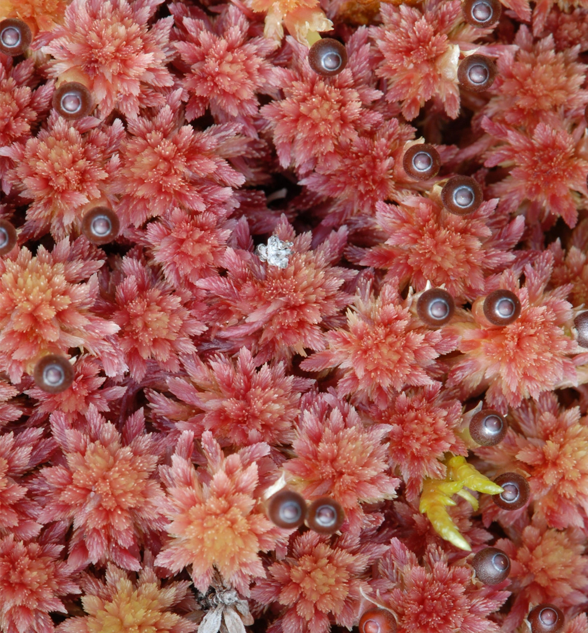 : Sphagnum (Acutifolia) capillifolium.