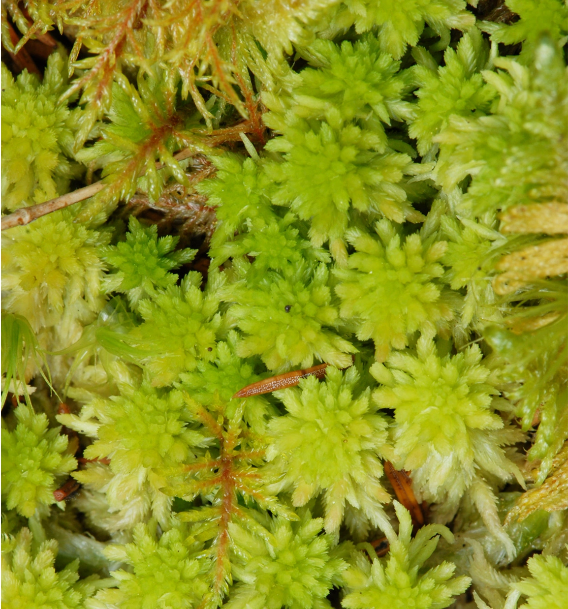 : Sphagnum capillifolium.