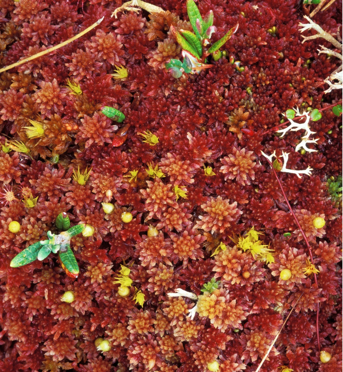 : Sphagnum capillifolium.