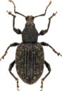 : Curculionidae.