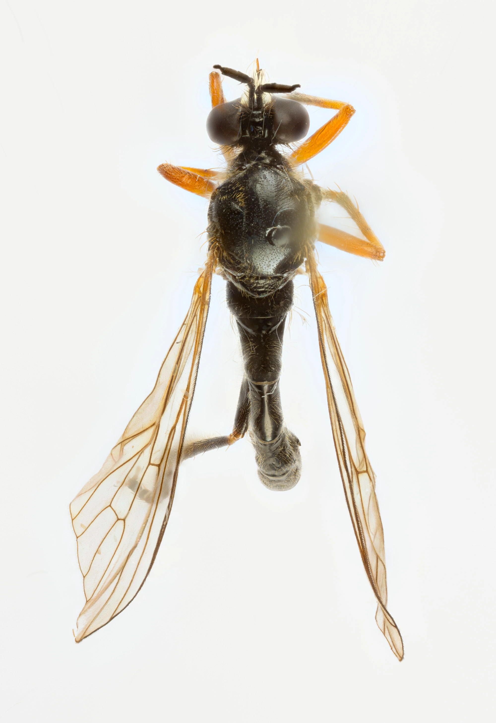 : Dioctria rufipes.