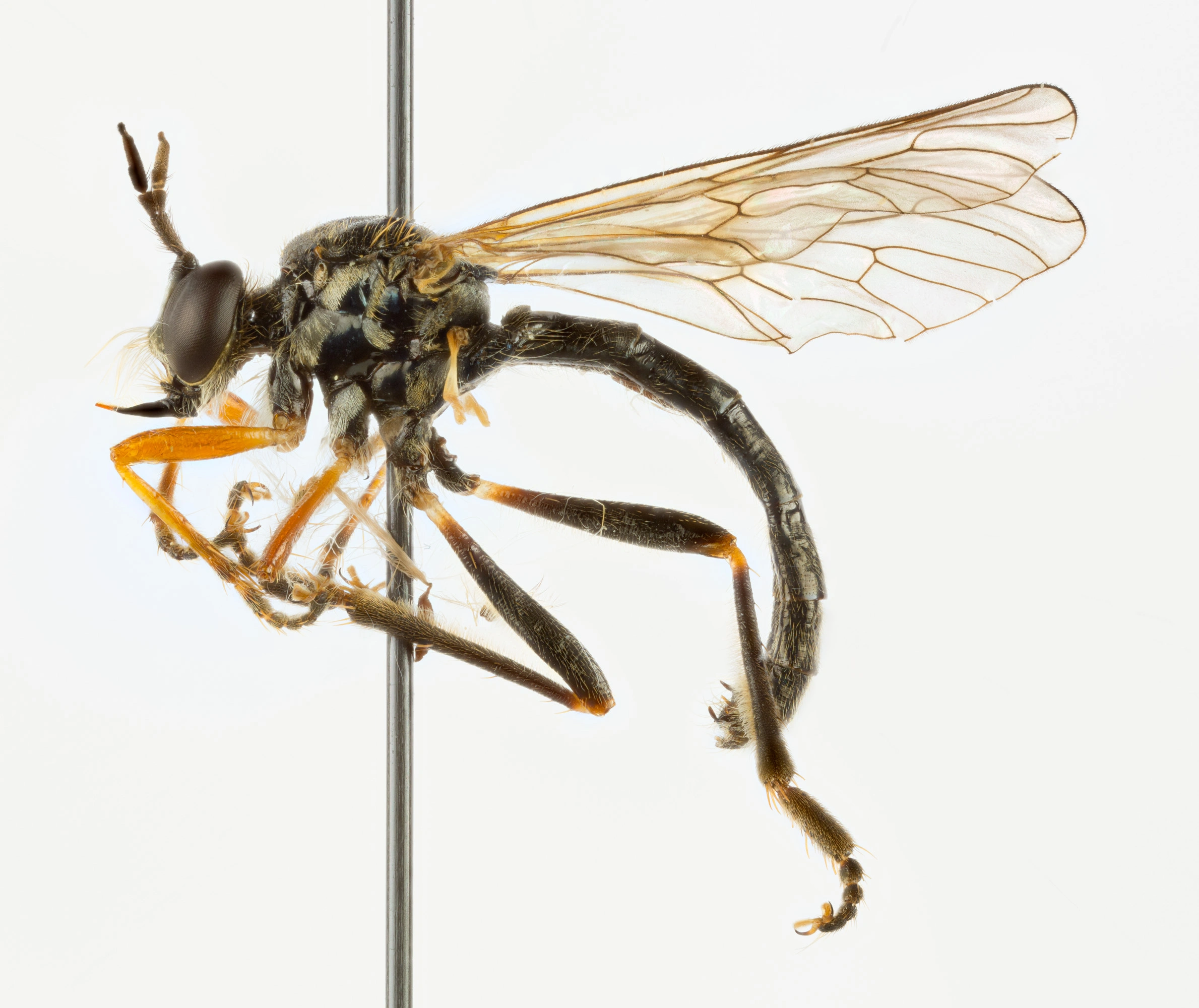 : Dioctria rufipes.