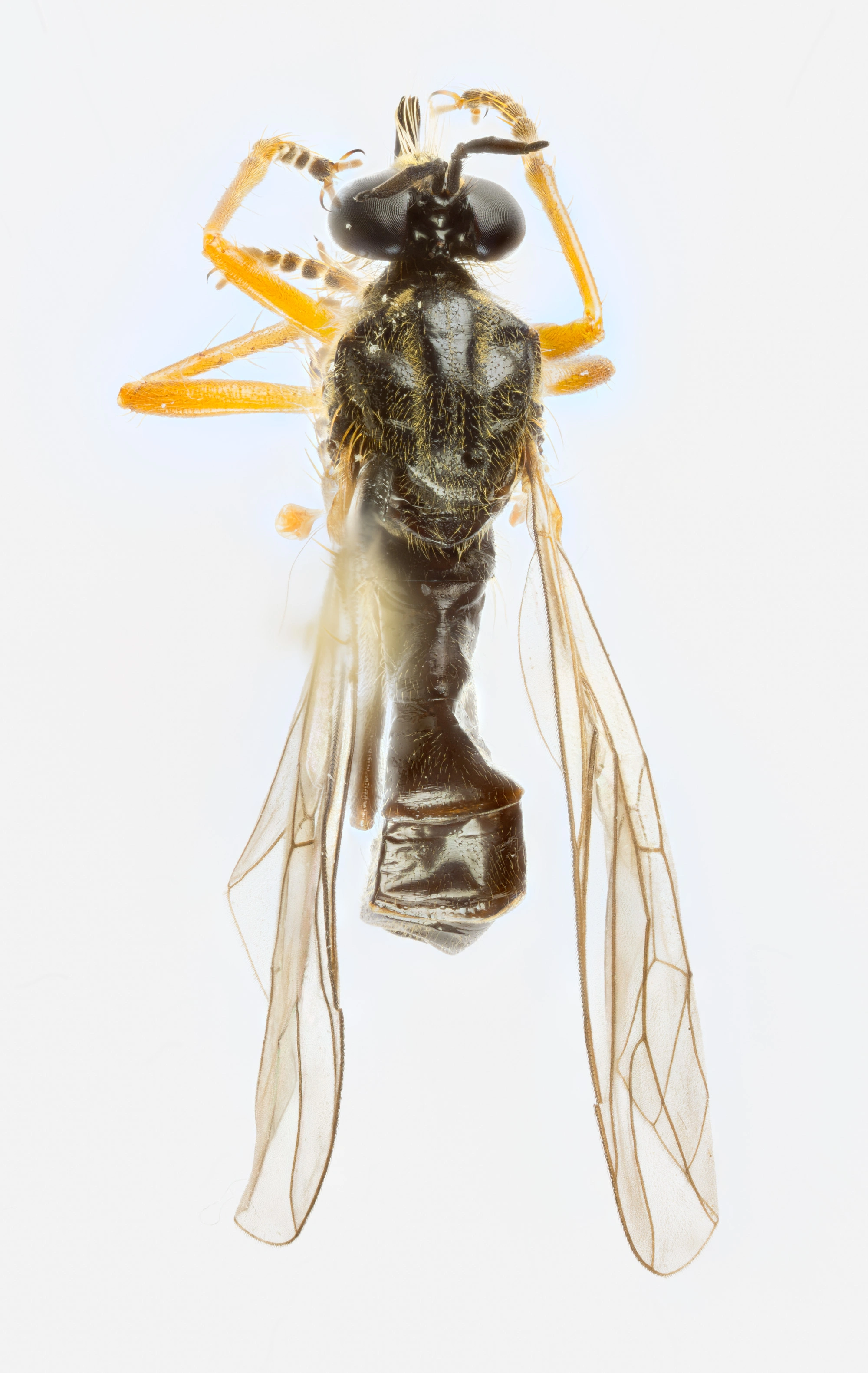 : Dioctria rufipes.