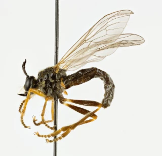 : Dioctria rufipes.