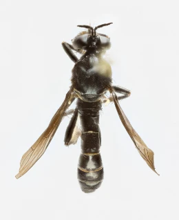 : Dioctria atricapilla.