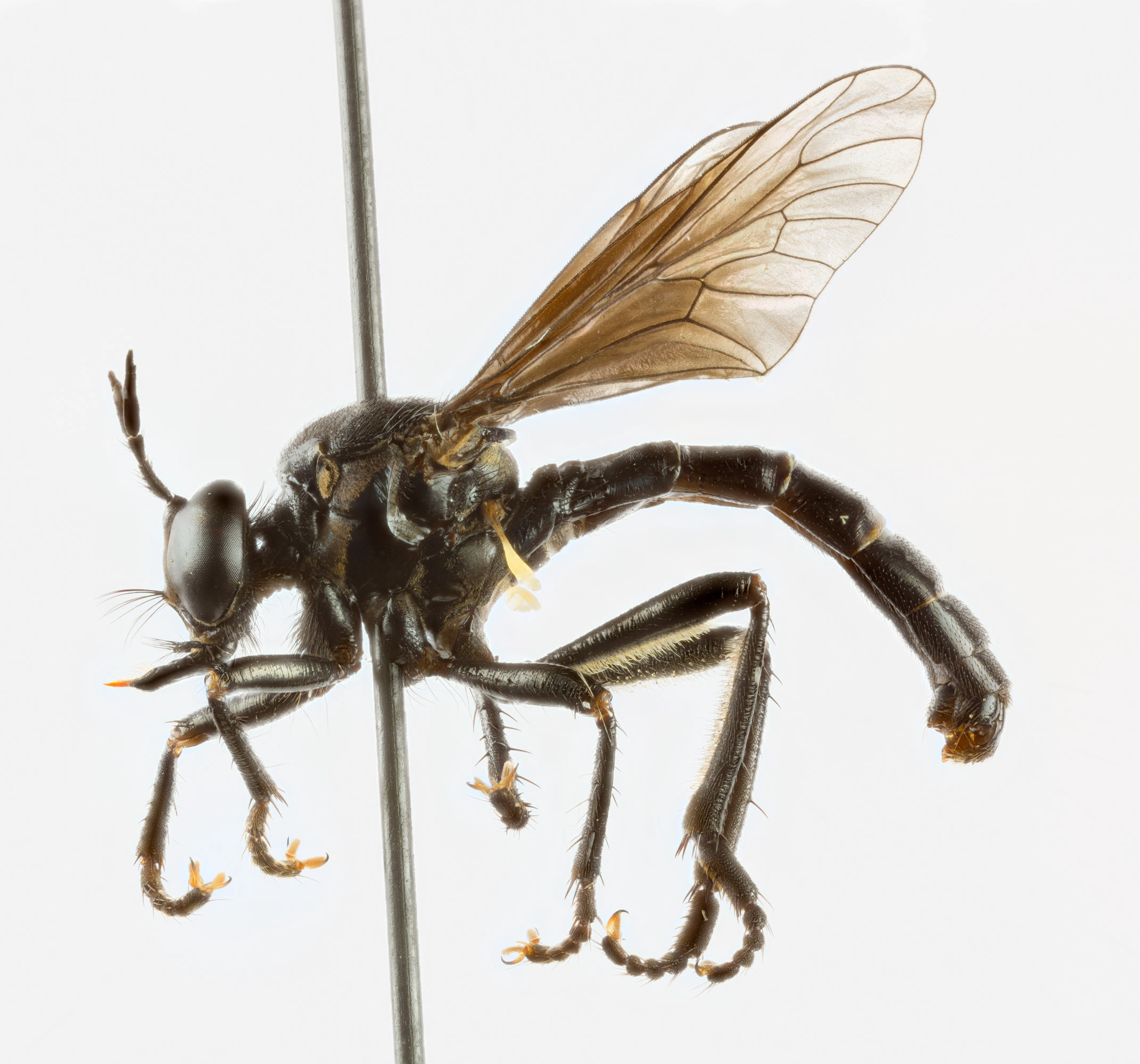 : Dioctria atricapilla.