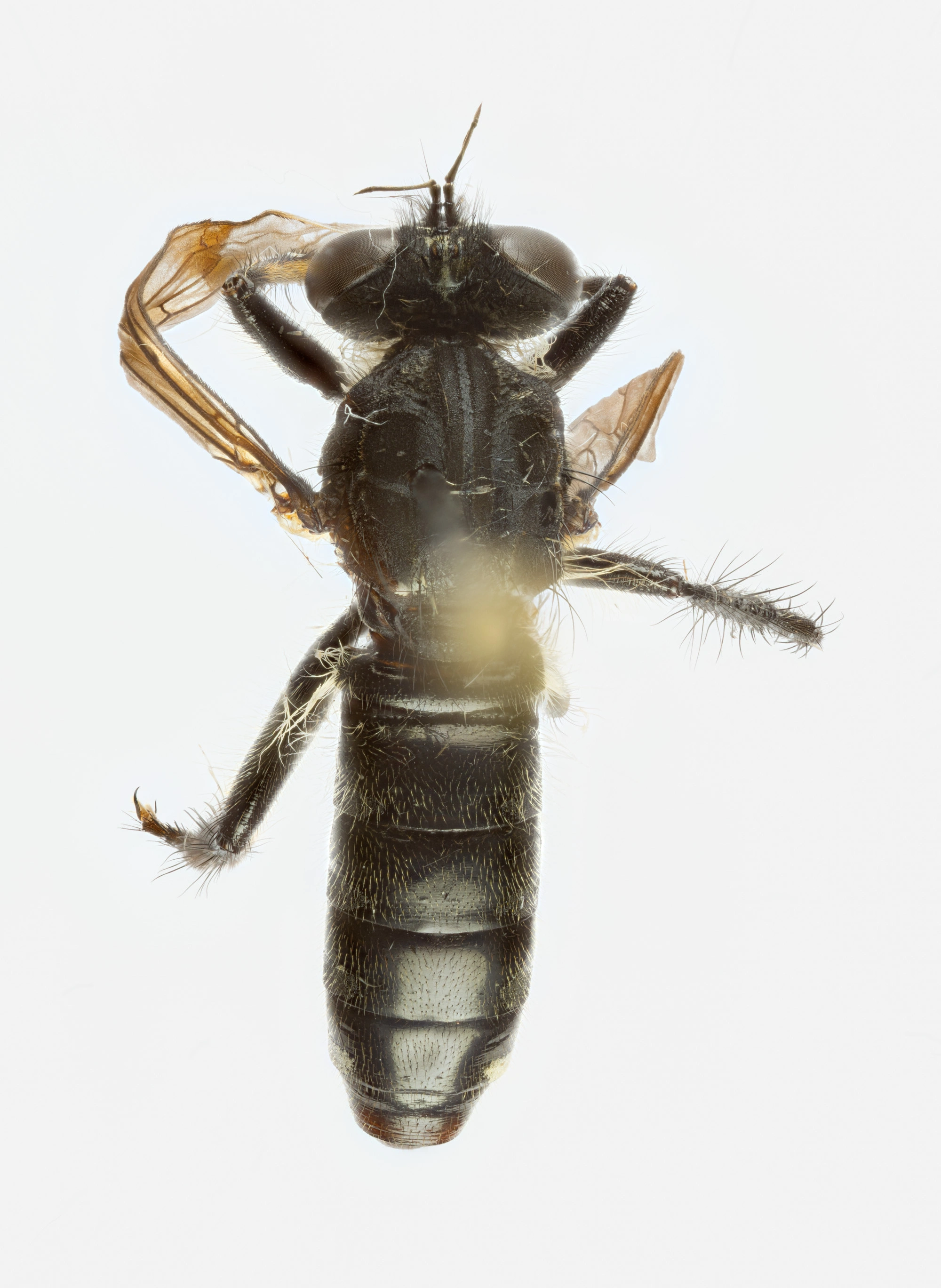 : Cyrtopogon maculipennis.