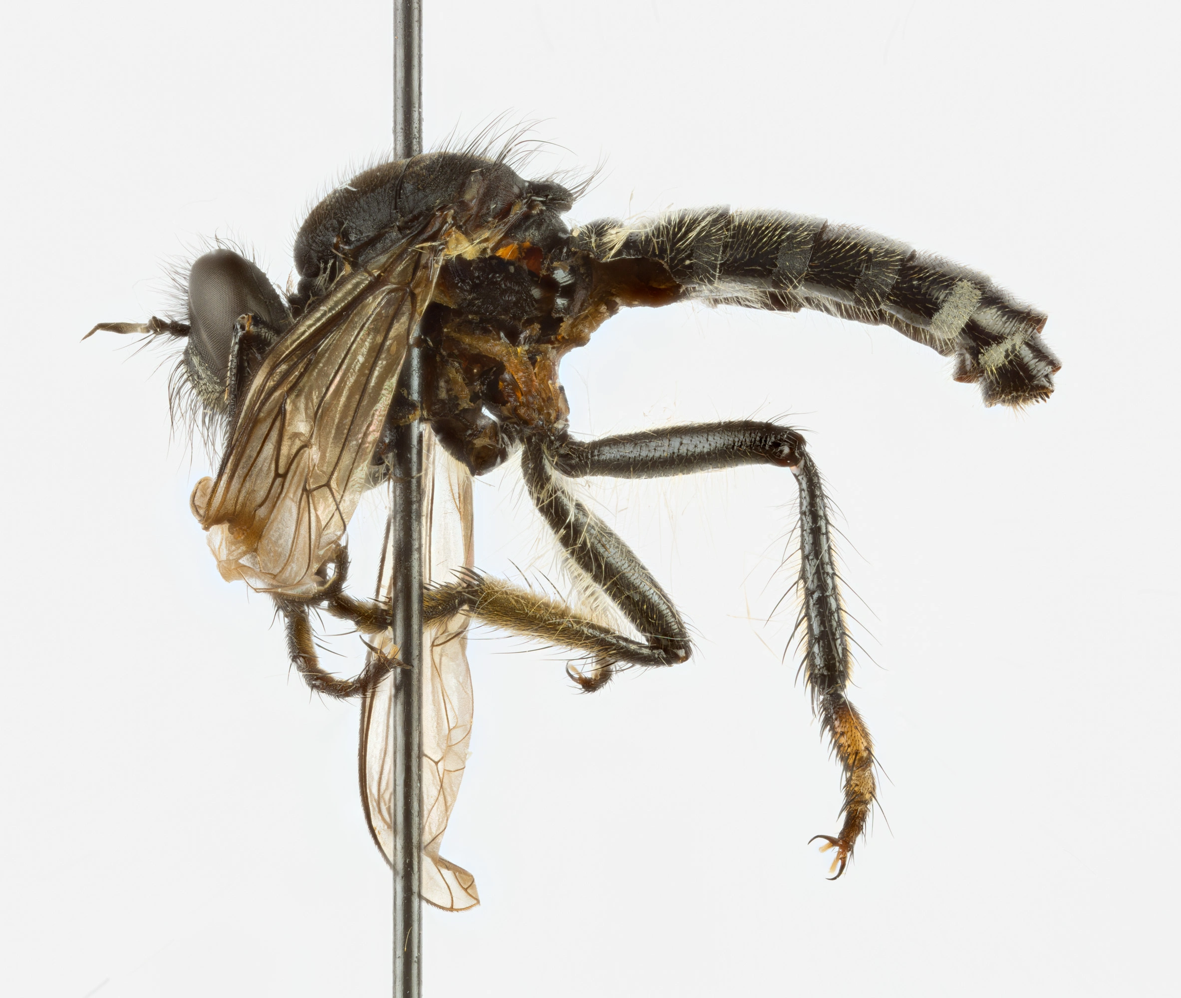 : Cyrtopogon maculipennis.