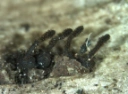 : Barbatosphaeria barbirostris.