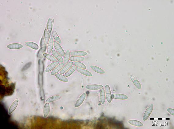 : Discostroma fuscellum.