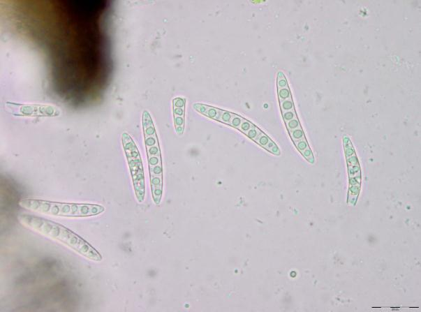 : Gloniella.