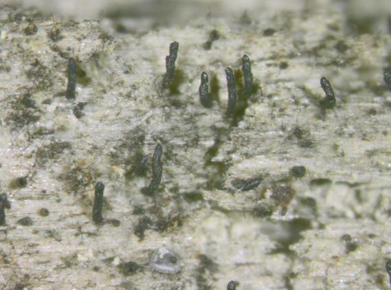 : Natantiella ligneola.