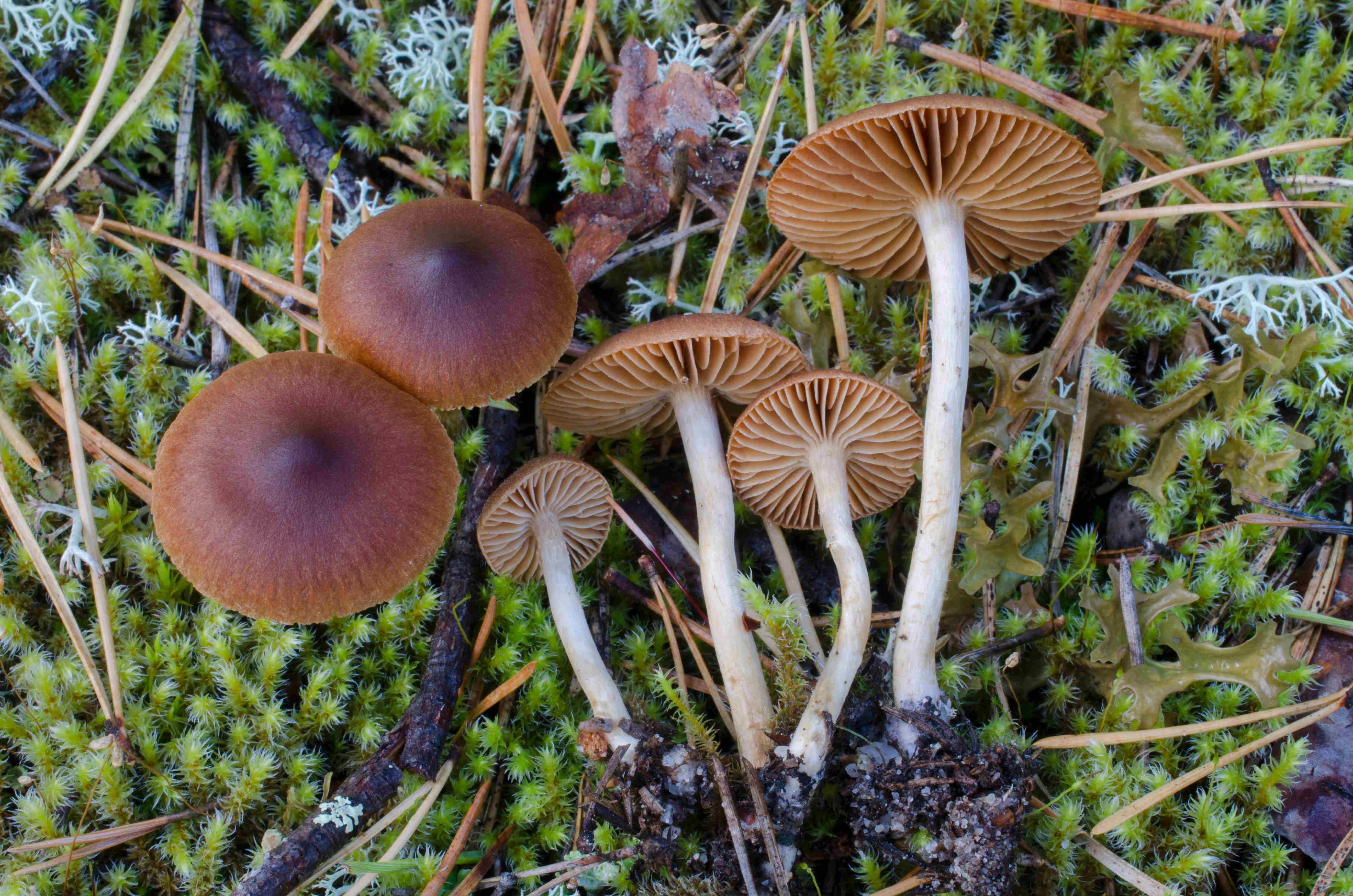 : Cortinarius laetus.