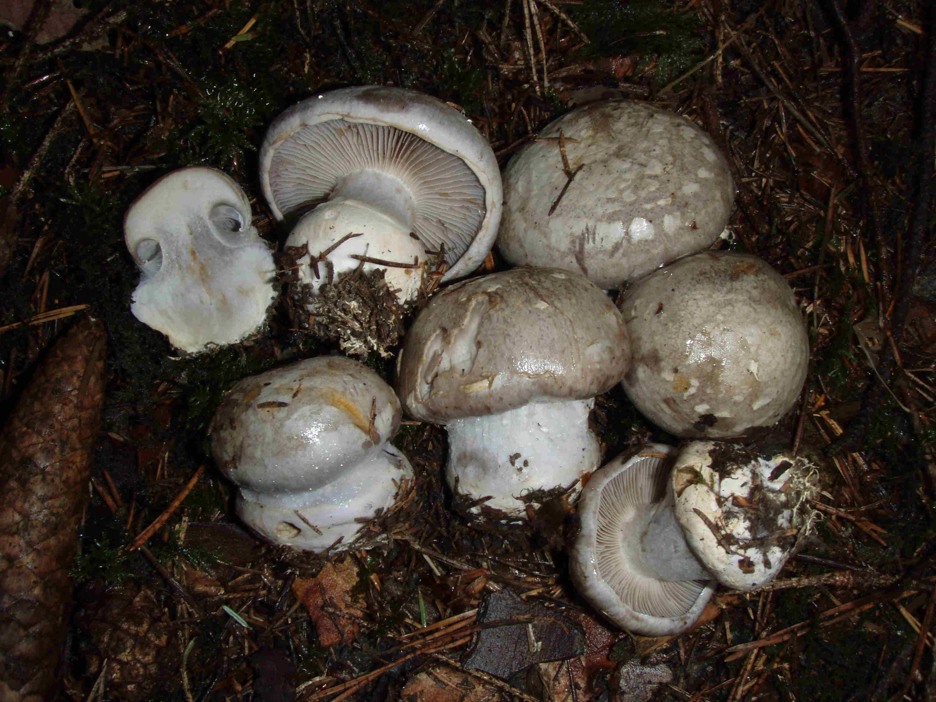 : Cortinarius foetens.