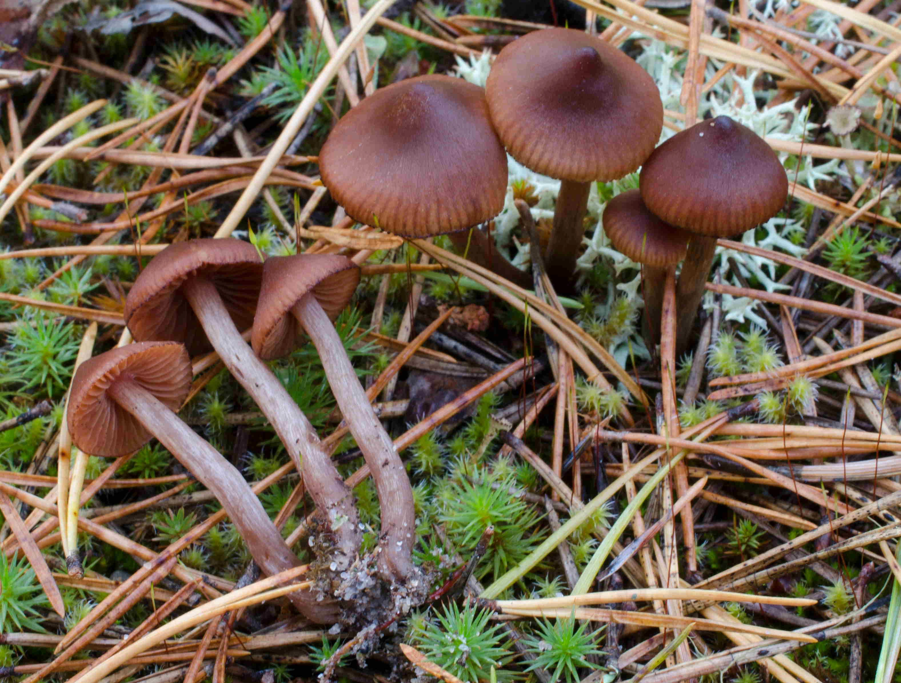 : Cortinarius carabus.