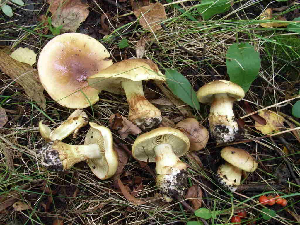 : Cortinarius.