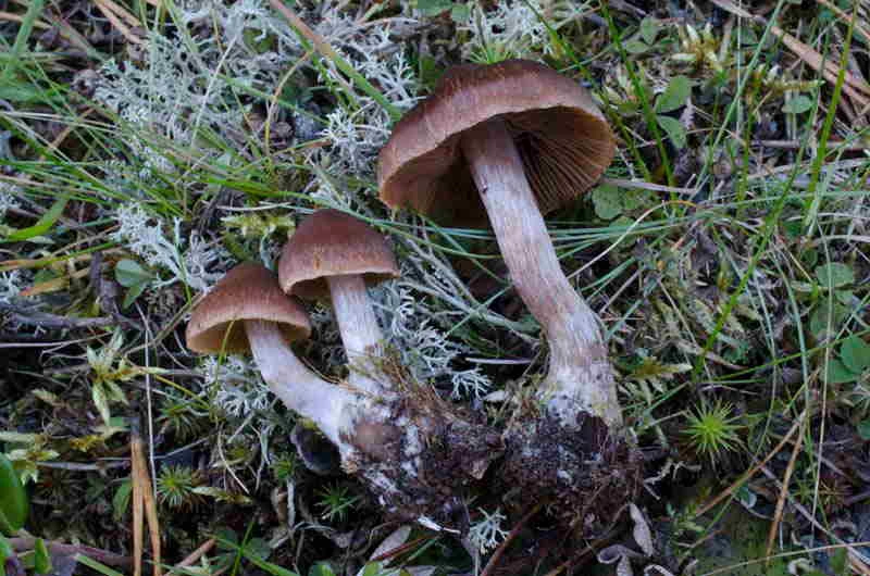 : Cortinarius neofurvolaesus.