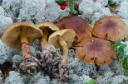 : Cortinarius phrygianus.