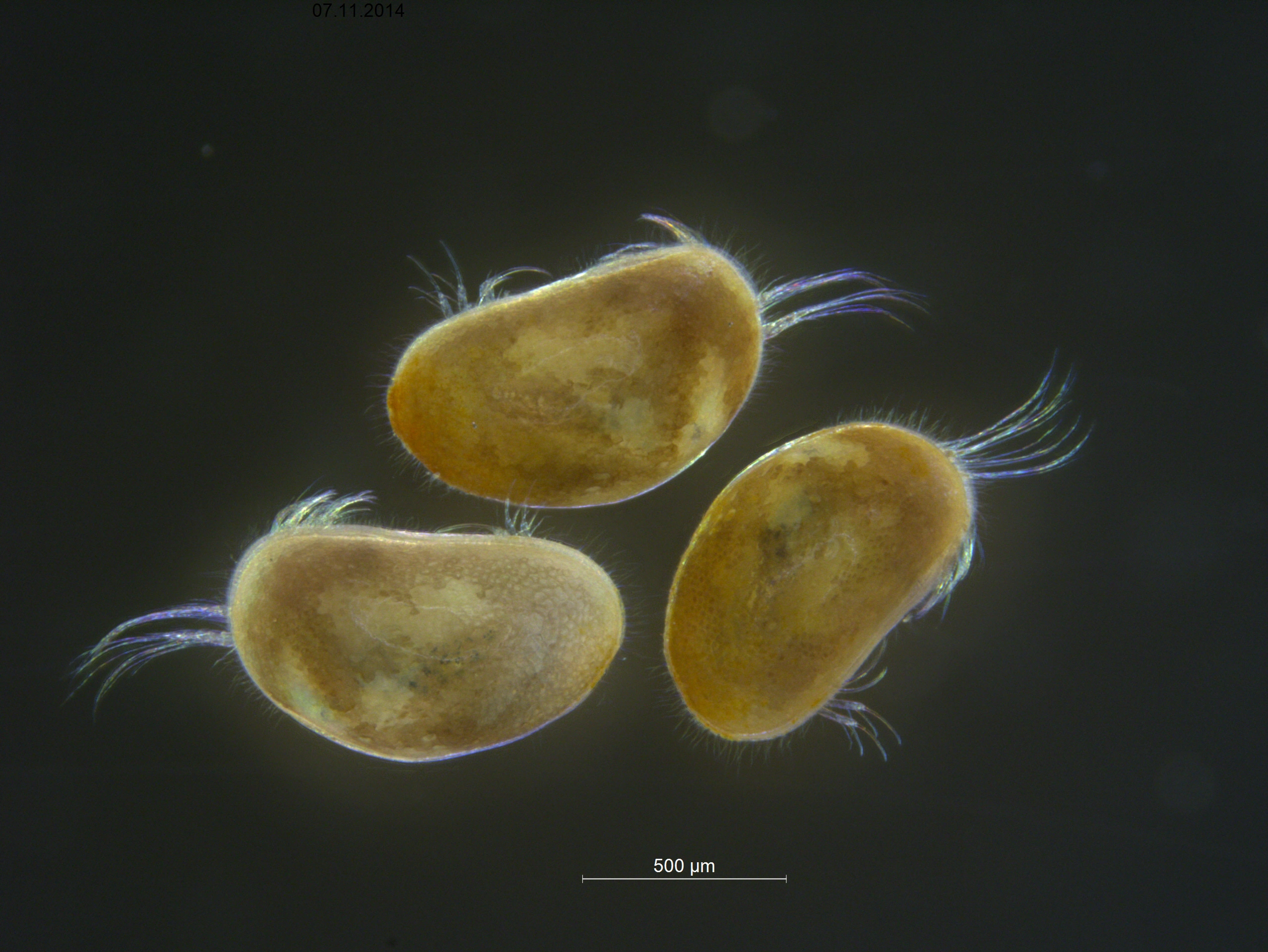 : Heterocypris salina.