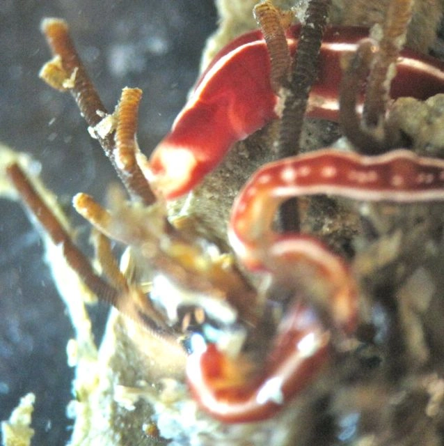 : Tubulanus annulatus.