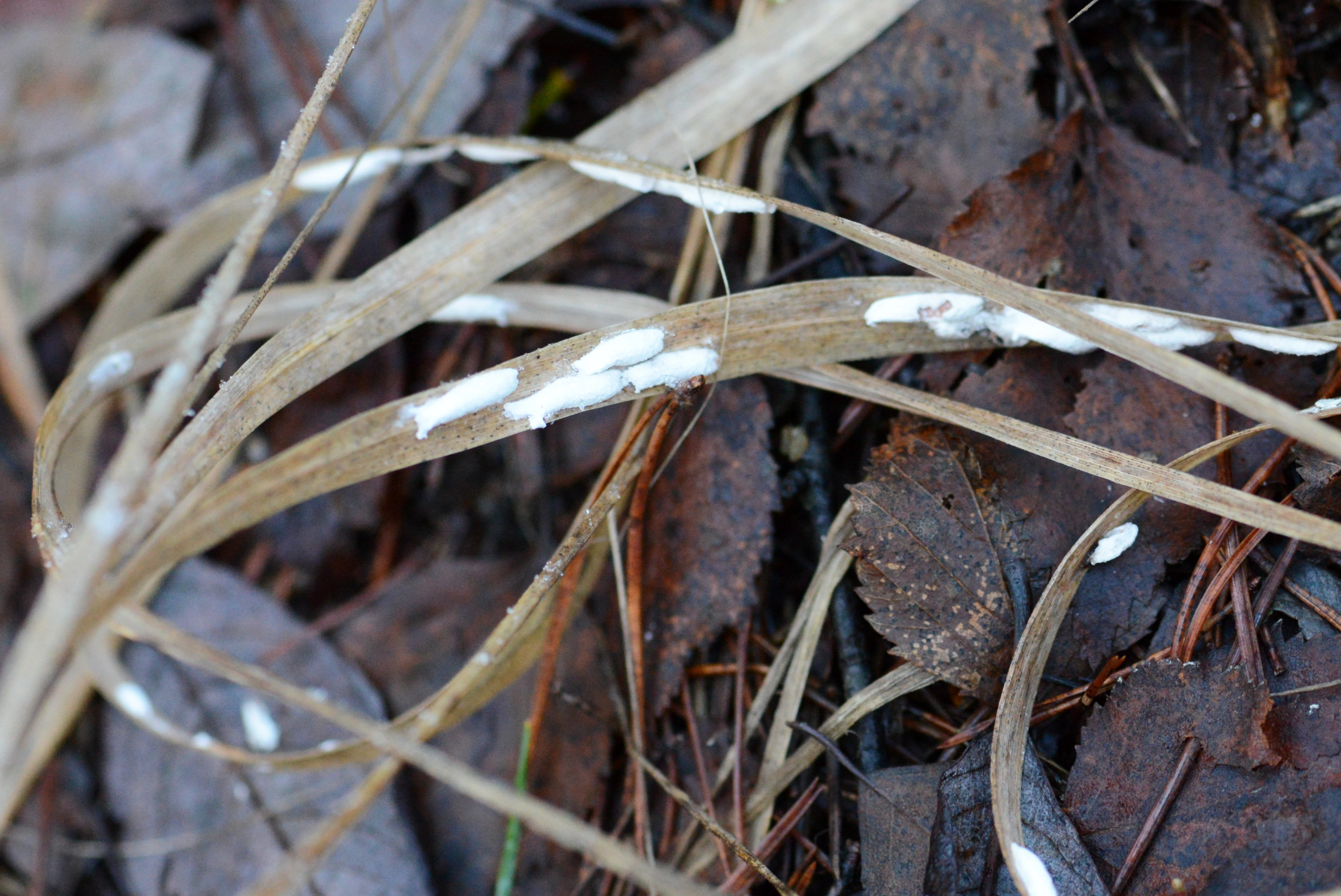 : Eriopeltis lichtensteini.