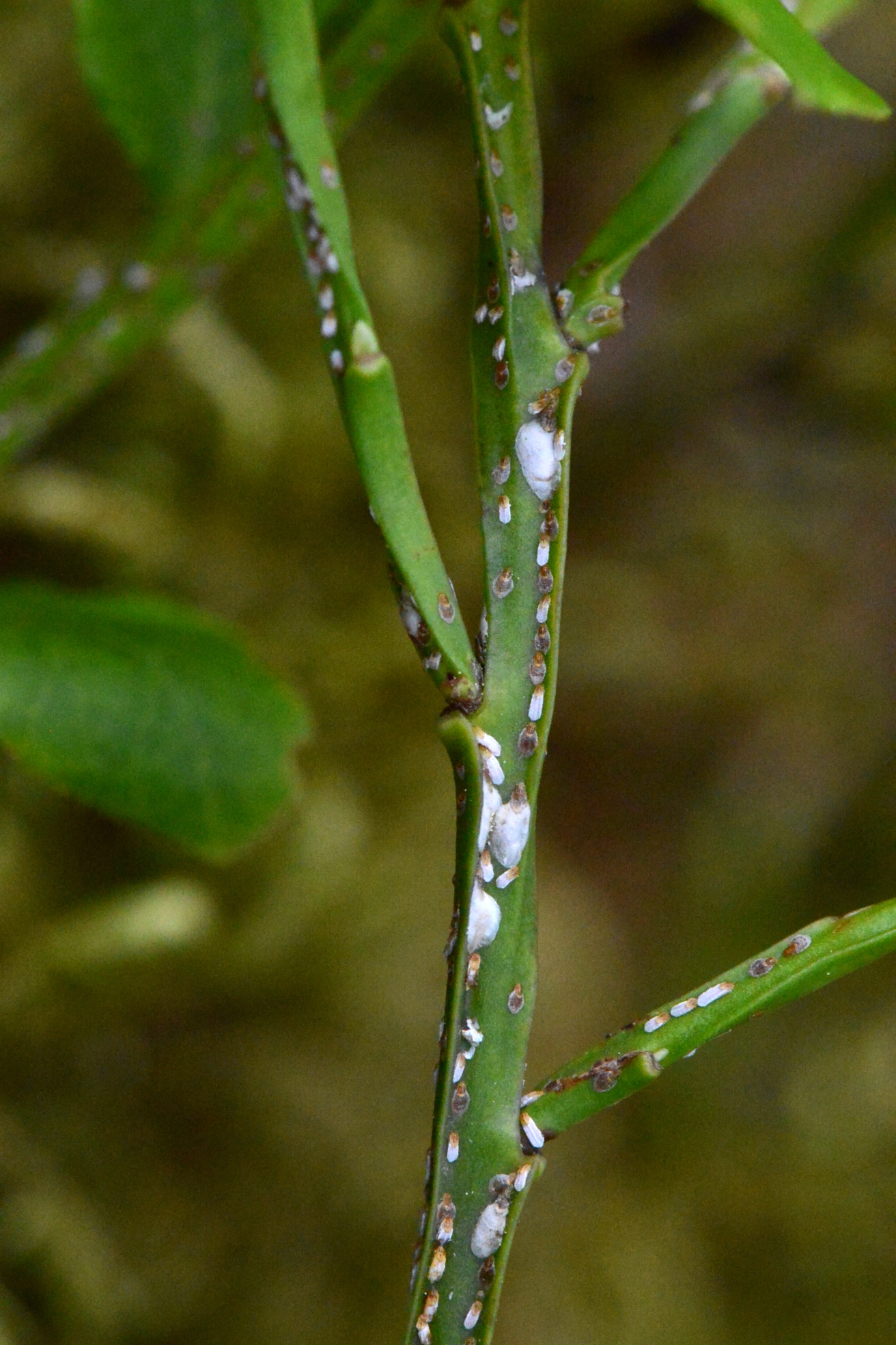 : Chionaspis salicis.