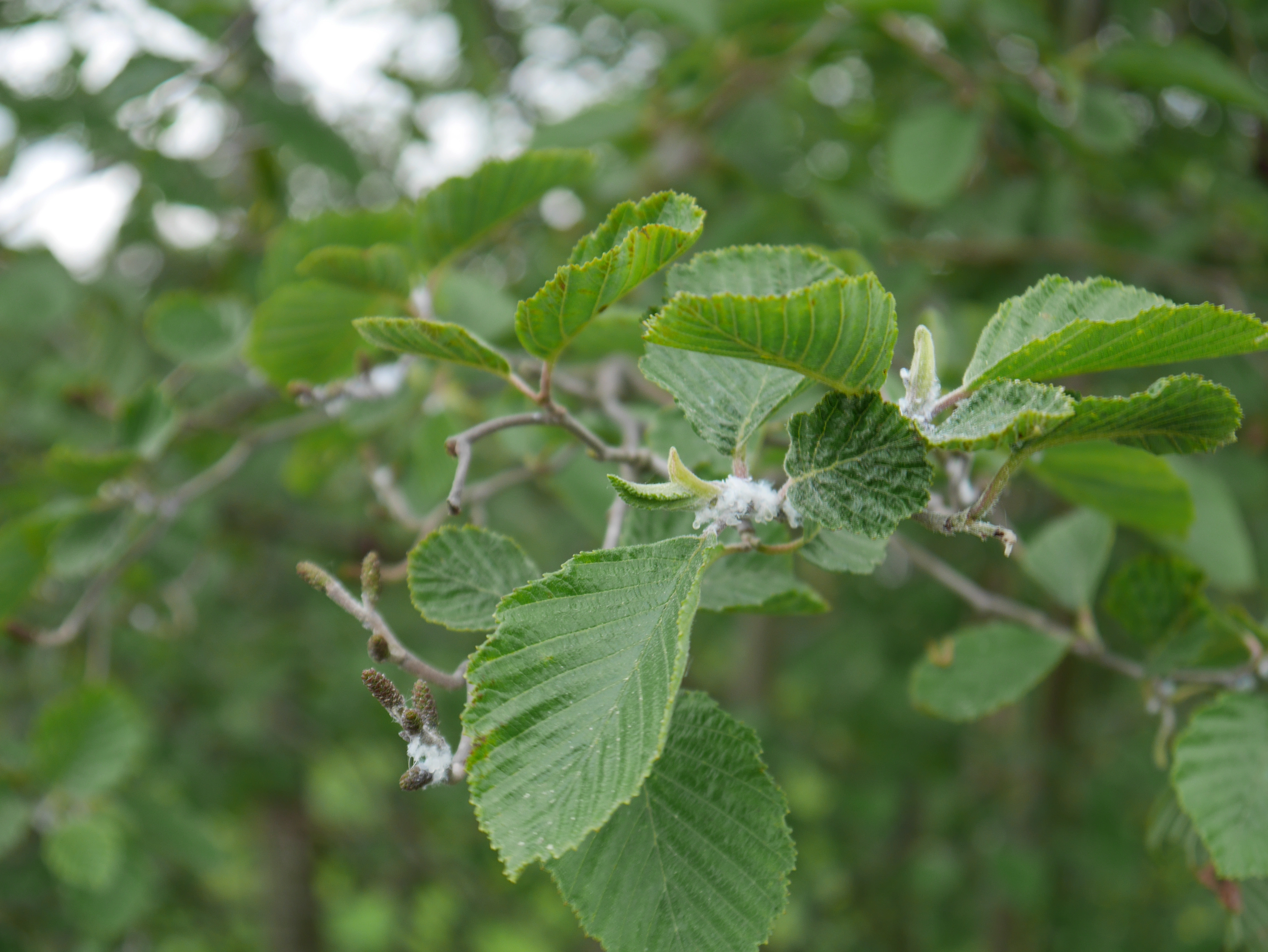 : Psylla alni.