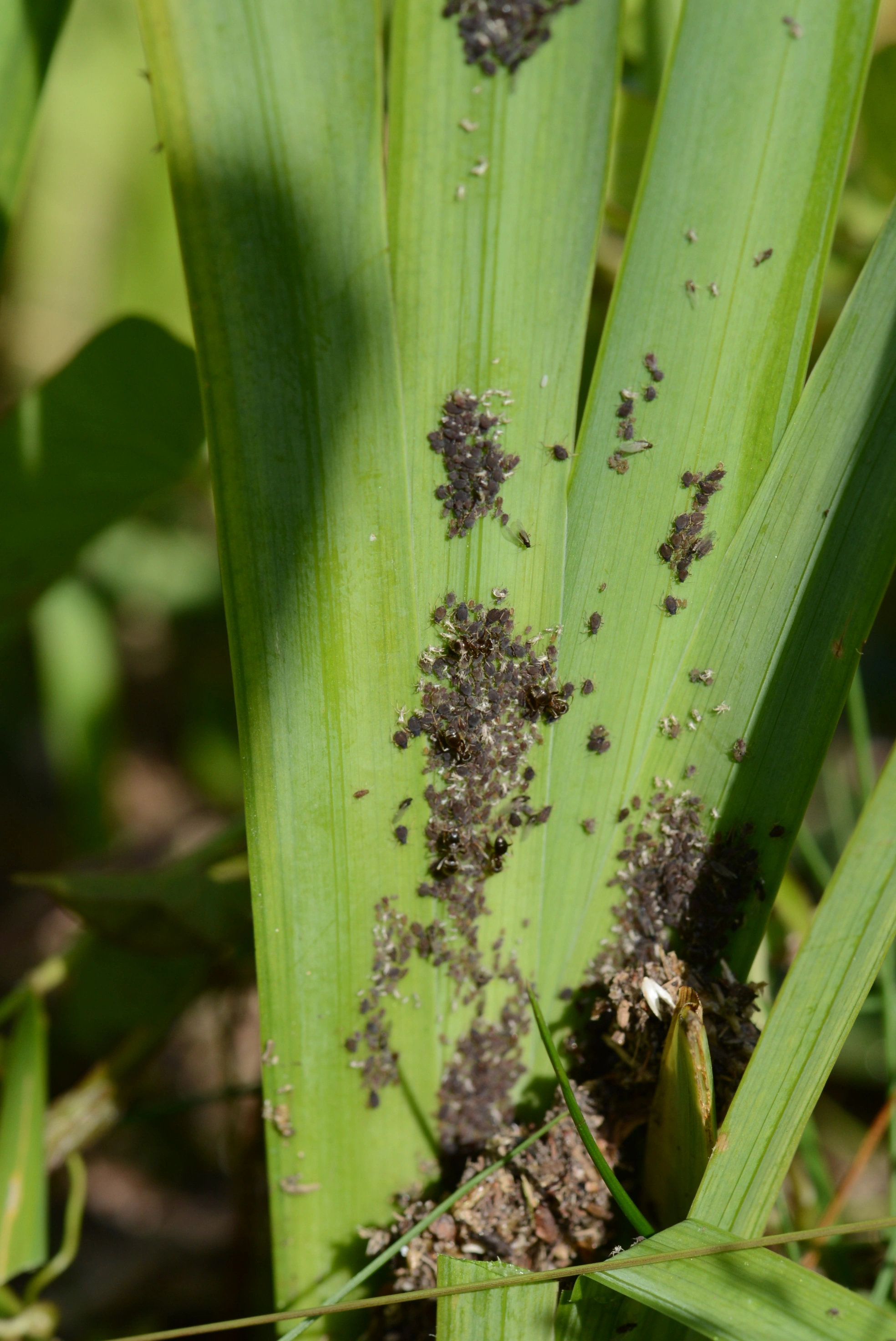 : Aphis (Aphis) newtoni.