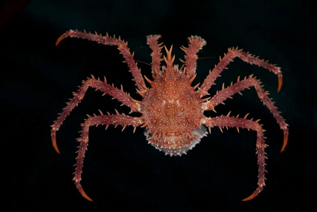 : Lithodes maja.