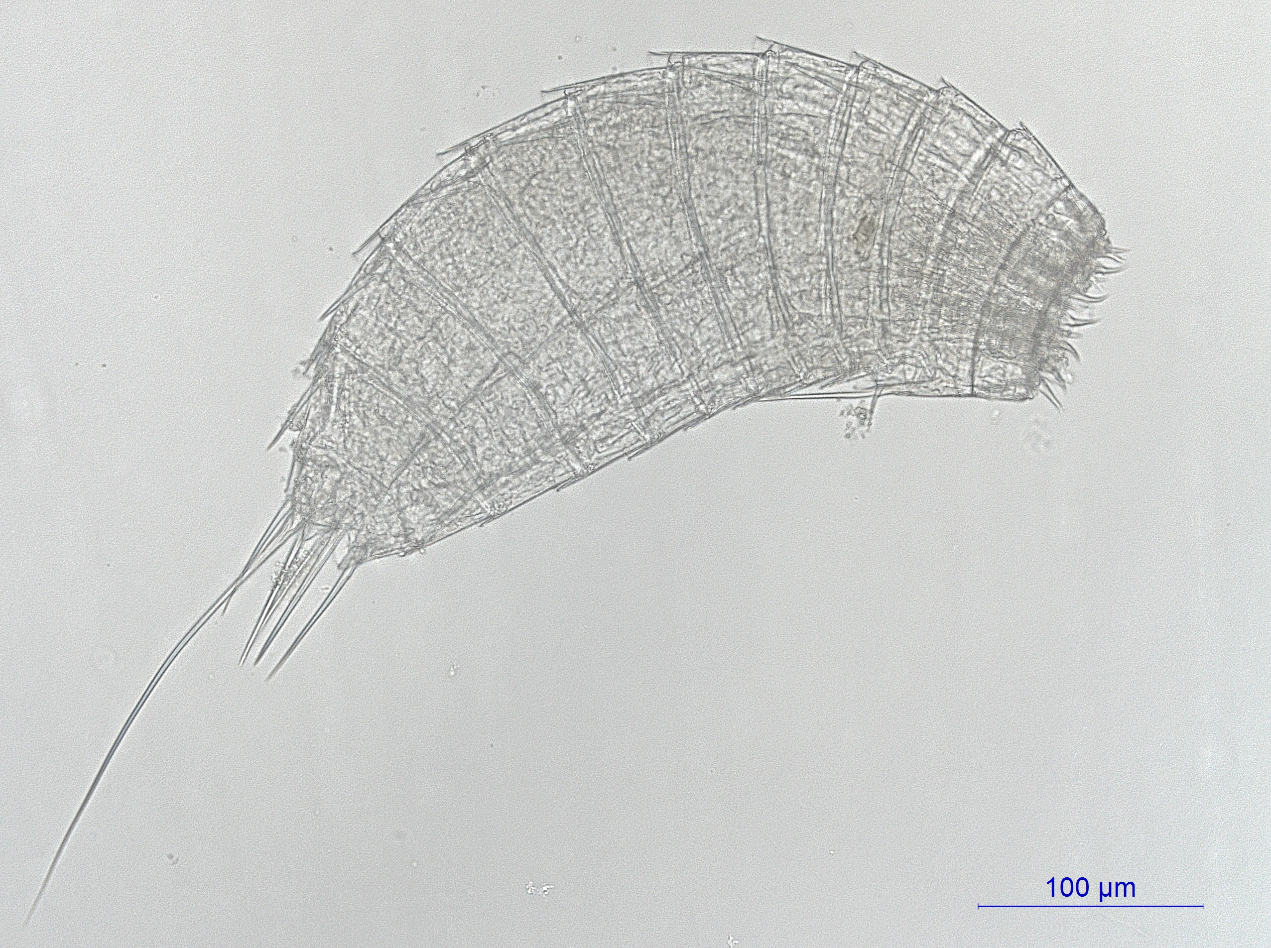 : Centroderes spinosus.