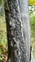 : Diatrype stigmaoides.