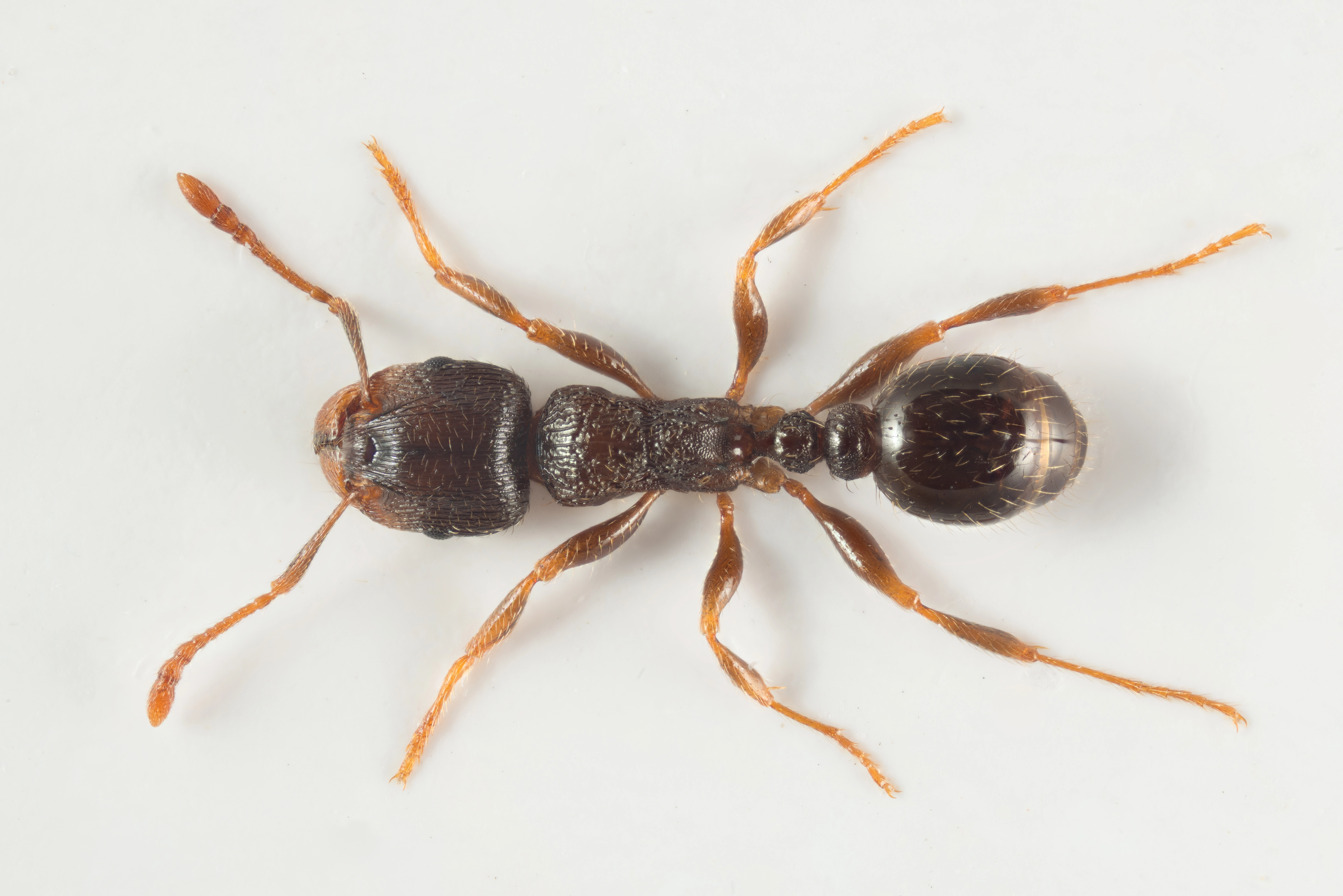 : Tetramorium caespitum.