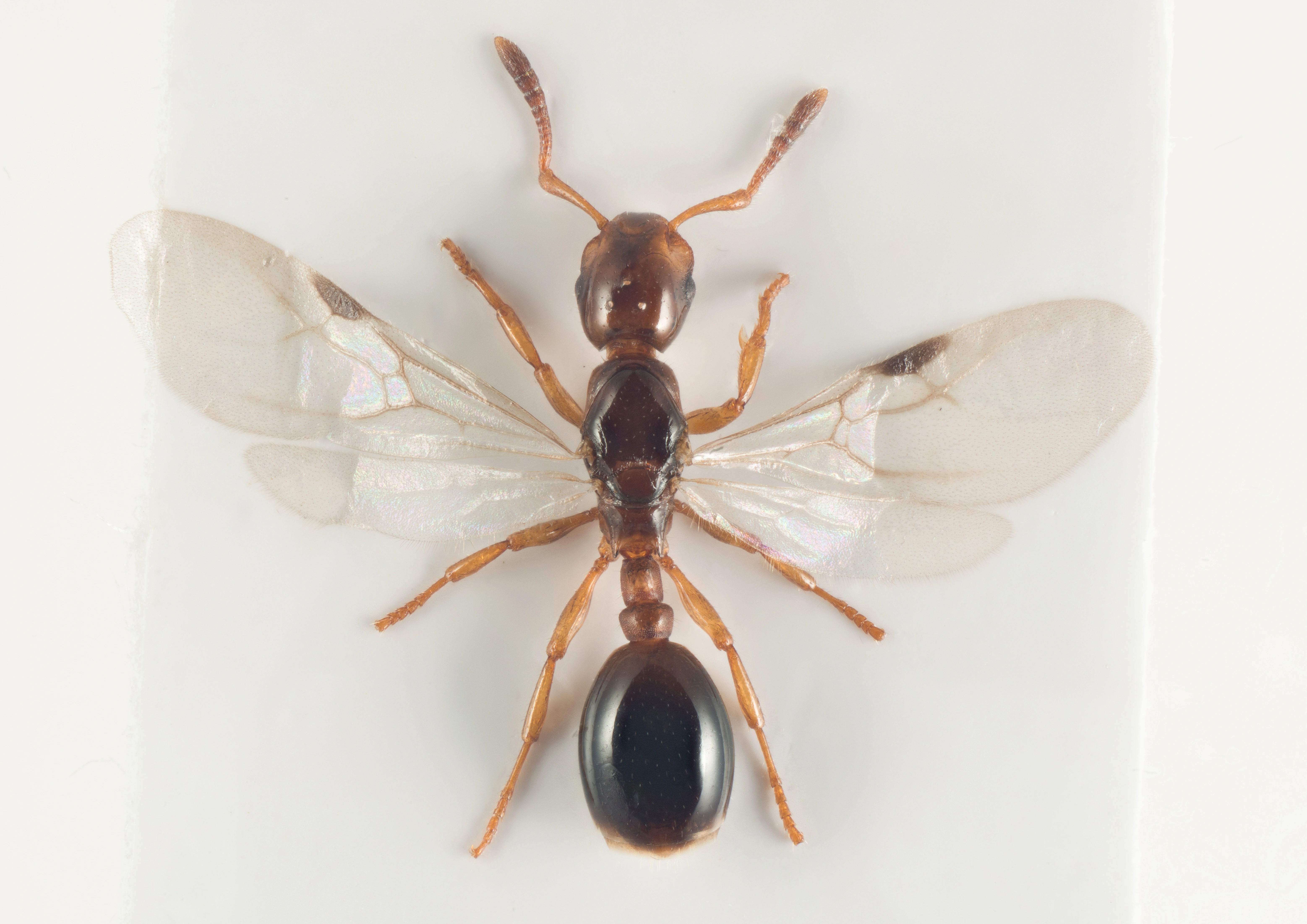 : Formicoxenus nitidulus.